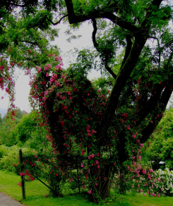 Bild von einem Garten/Baum